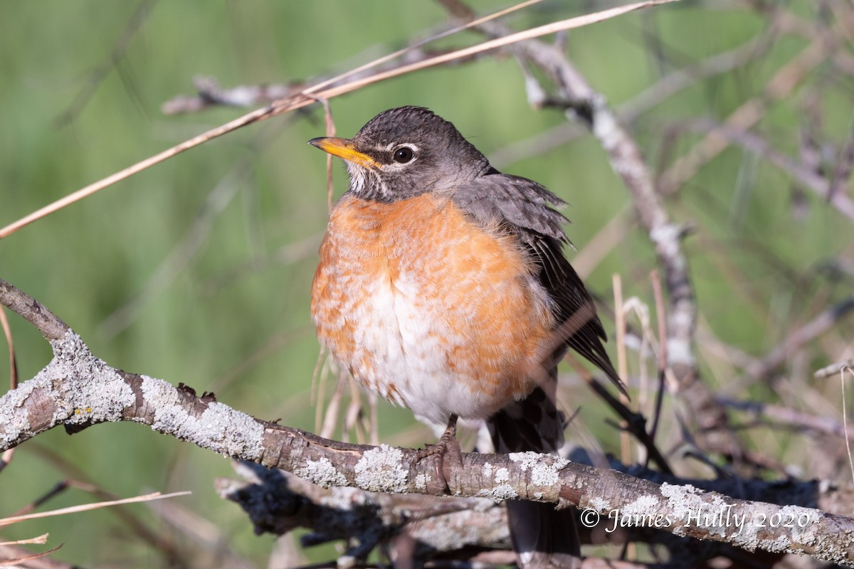 American Robin - ML225881421