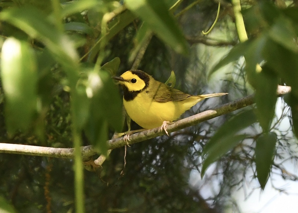 Hooded Warbler - ML225881711