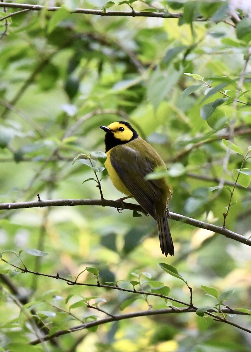 Hooded Warbler - ML225881721