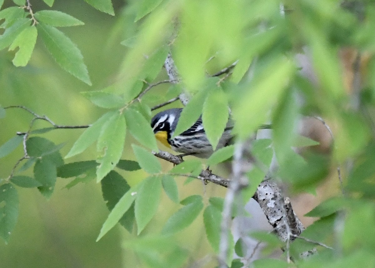 Yellow-throated Warbler - ML225882241