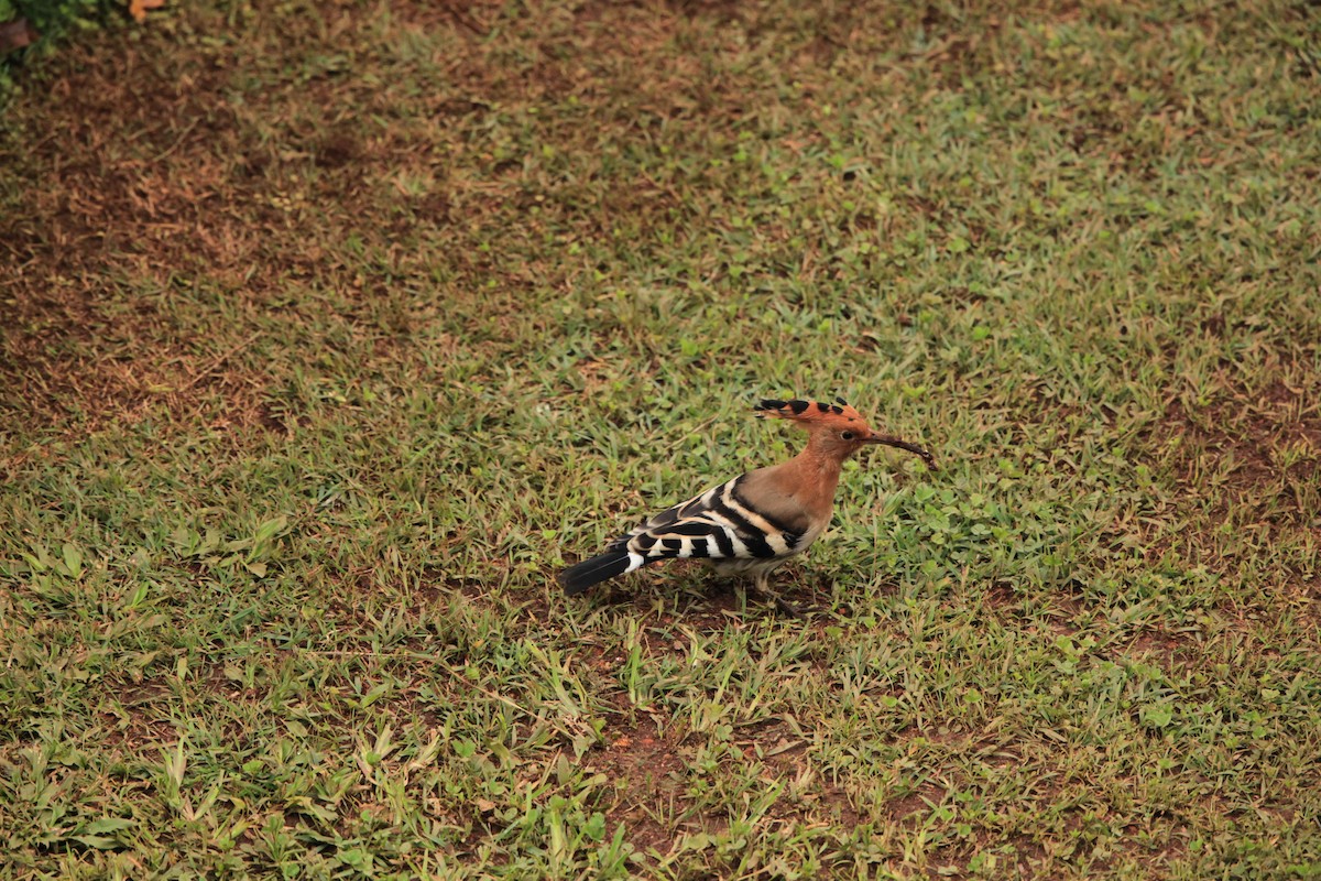 Eurasian Hoopoe - ML225882781