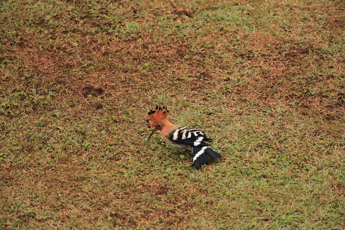 Eurasian Hoopoe - ML225882801