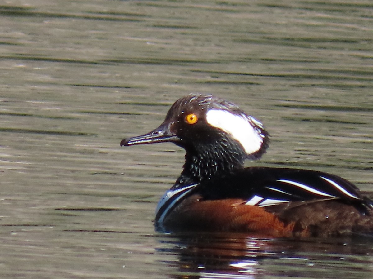 Hooded Merganser - ML225884051