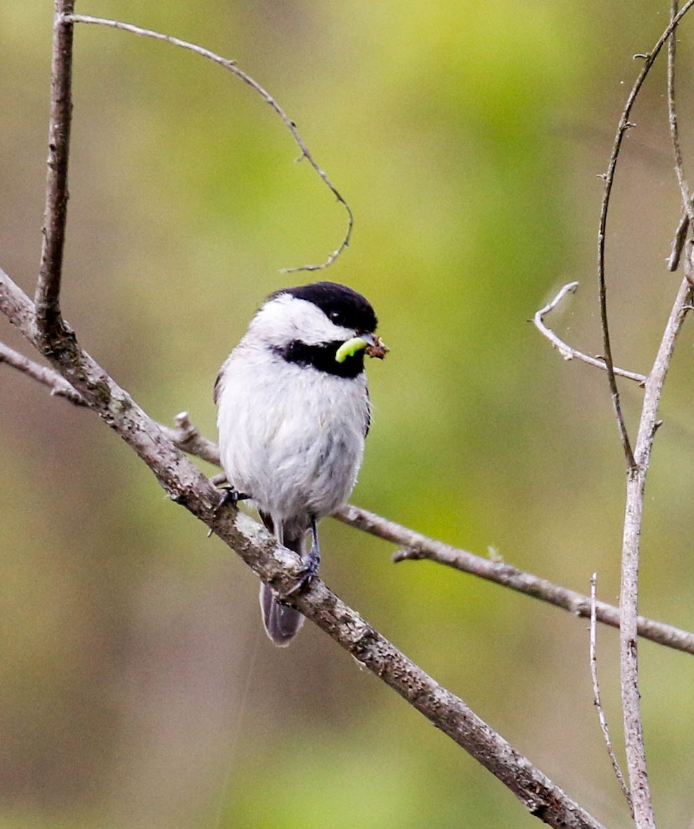 Carolina Chickadee - ML225888351