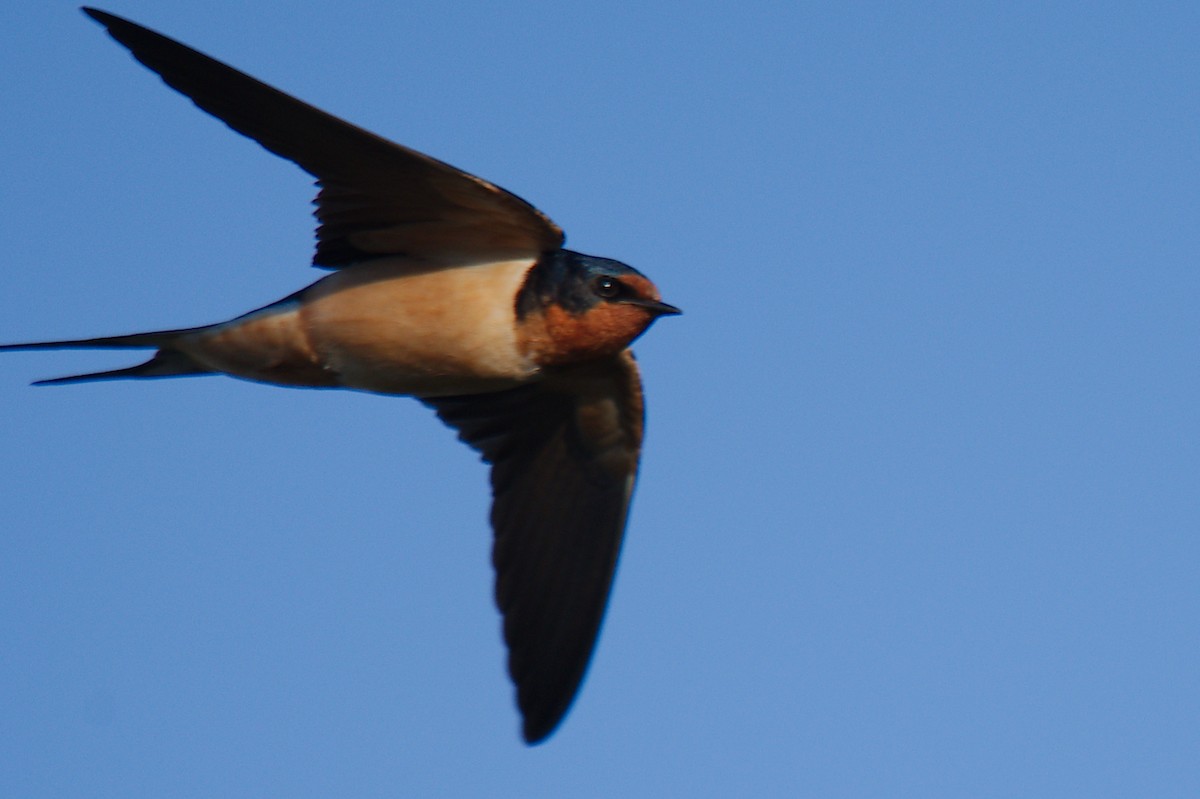 Golondrina Común - ML225888981