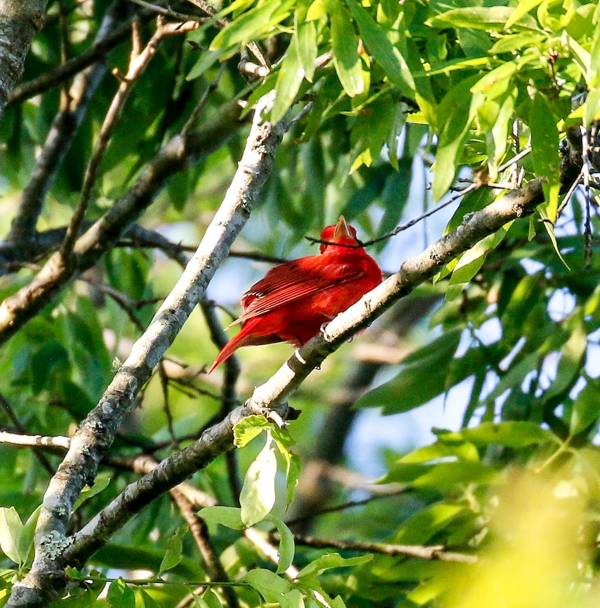 Summer Tanager - ML225889011