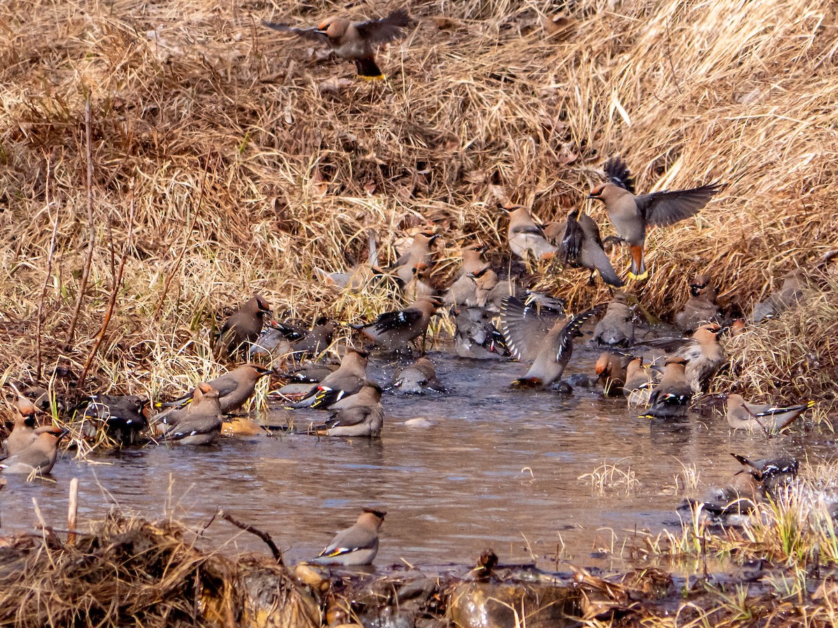 Bohemian Waxwing - ML225889971