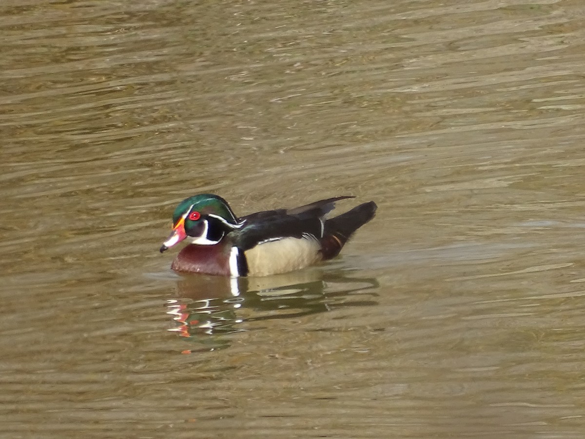 Wood Duck - Jim Walton