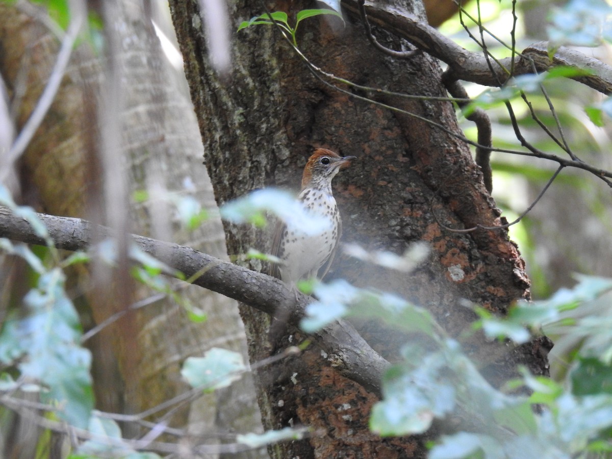 Wood Thrush - ML225892491