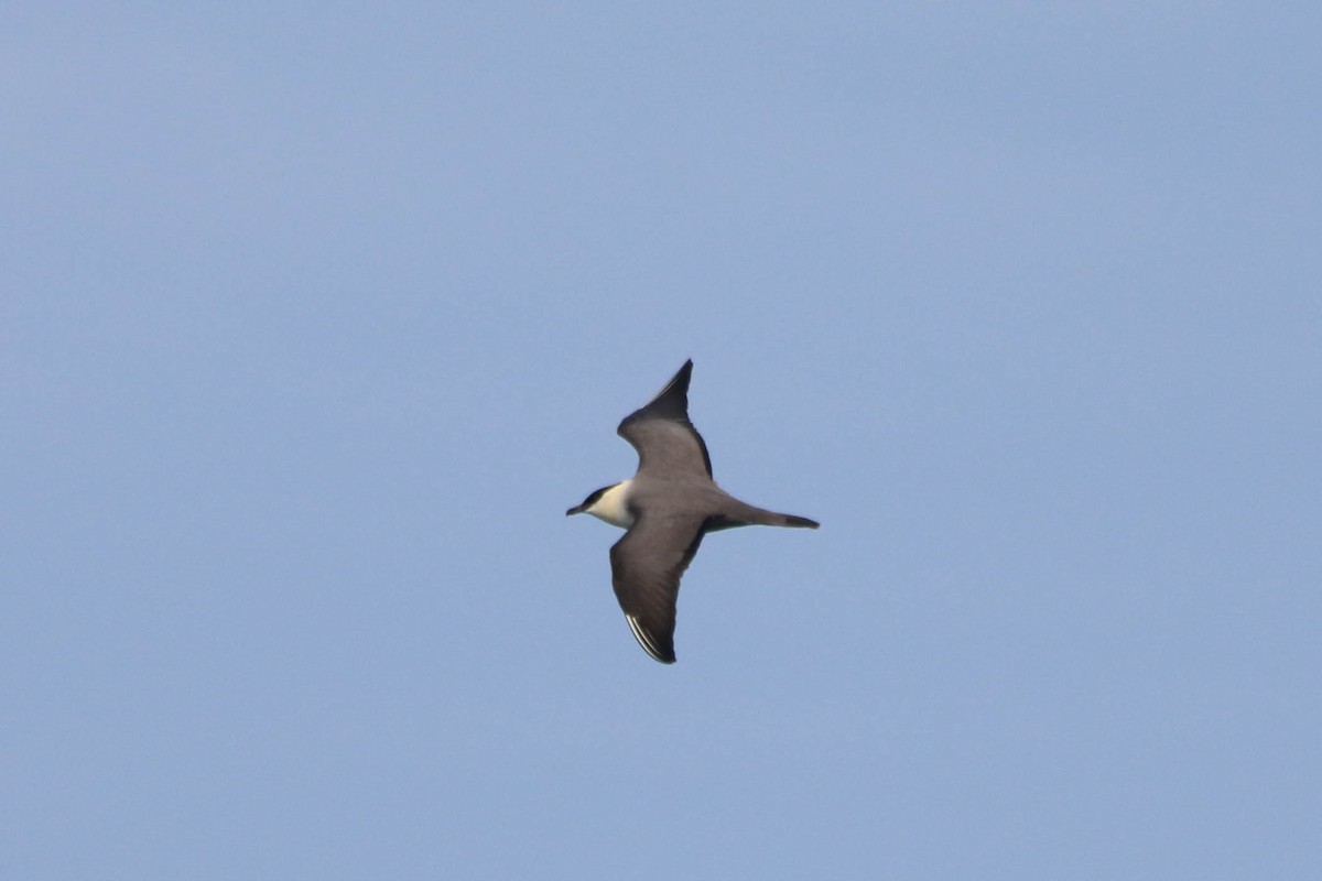 Long-tailed Jaeger - ML225893481