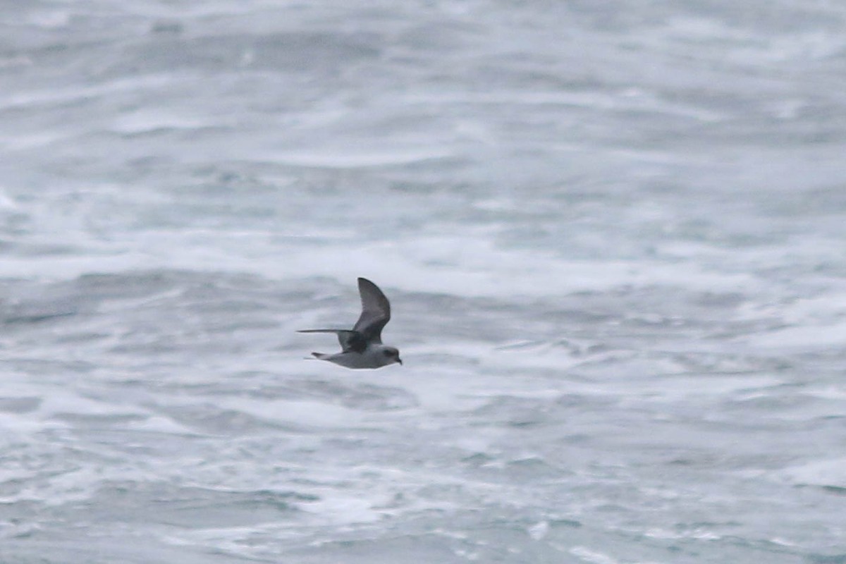 Fork-tailed Storm-Petrel - ML225893541