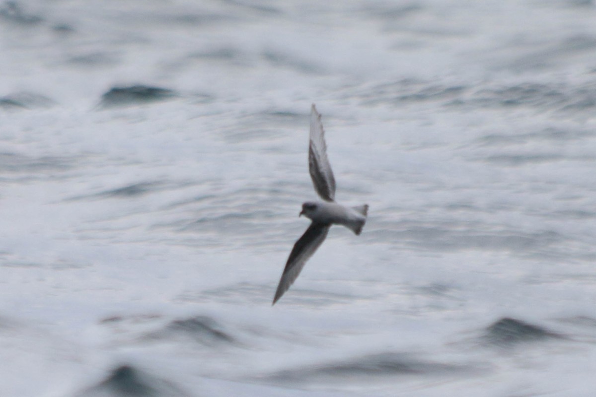 Fork-tailed Storm-Petrel - ML225893551