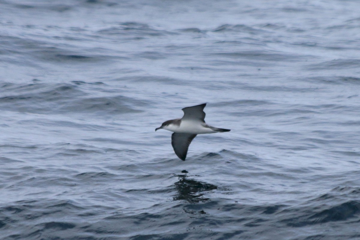 Buller's Shearwater - ML225893591