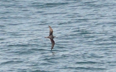 Cook's Petrel - ML225893781