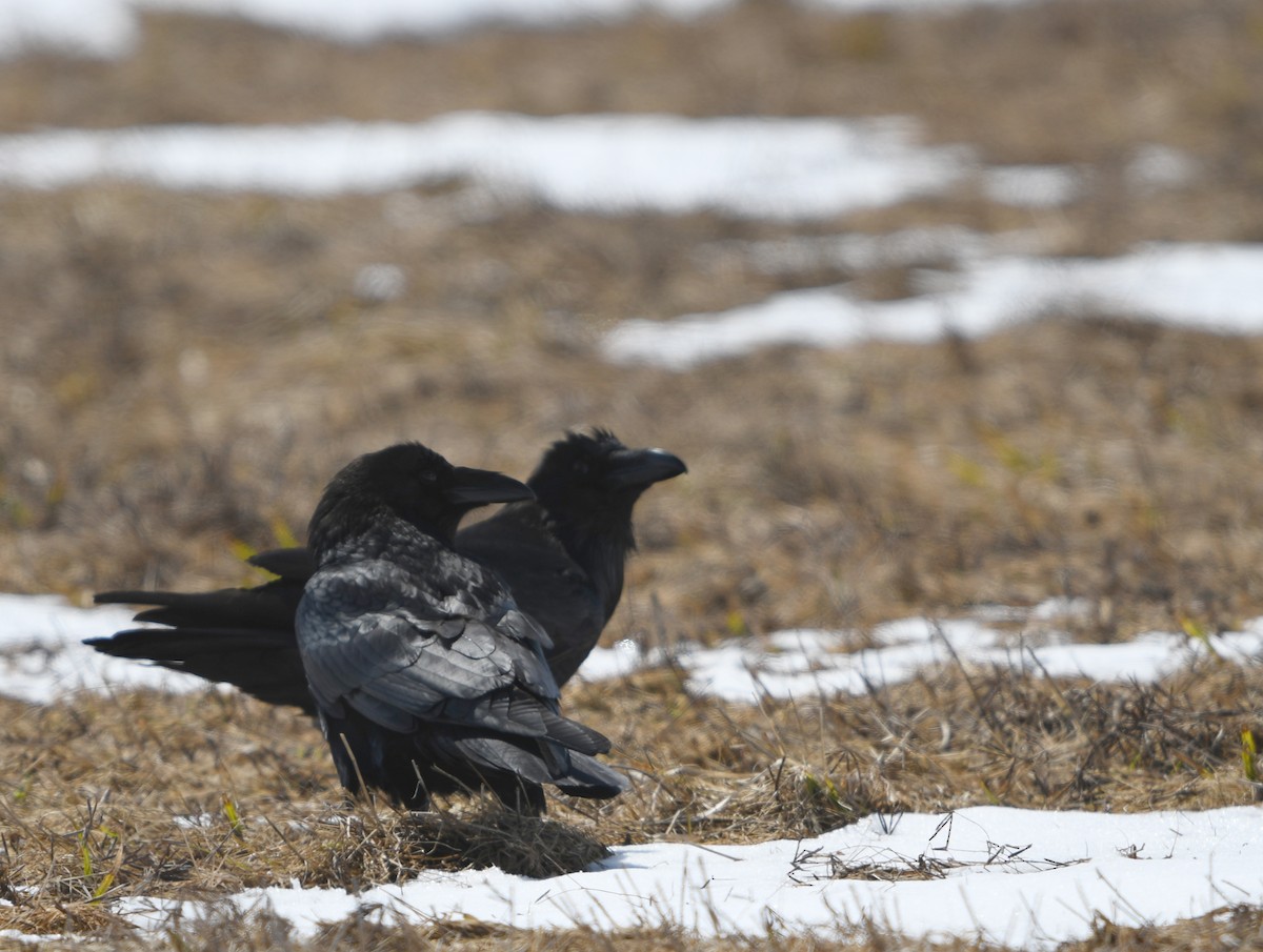 Common Raven - ML225894371