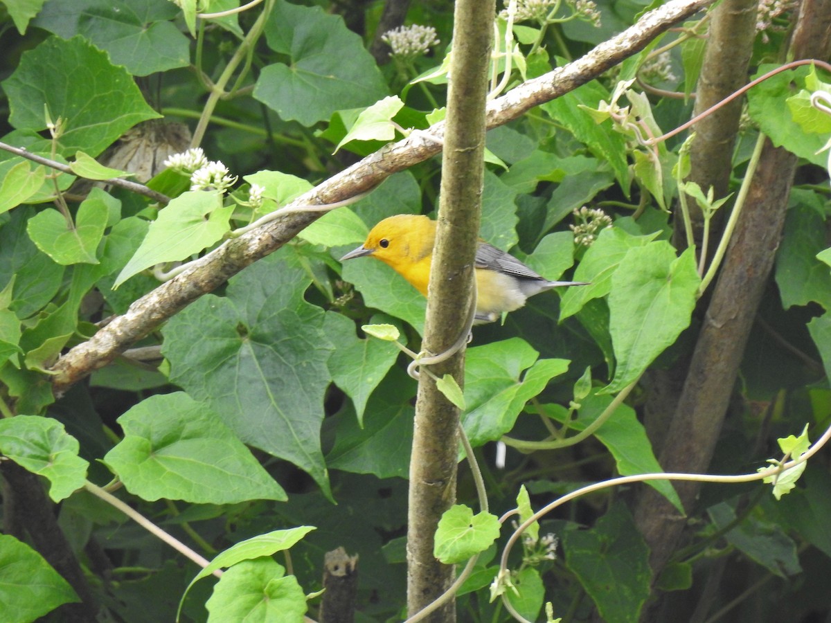 Prothonotary Warbler - ML225894731