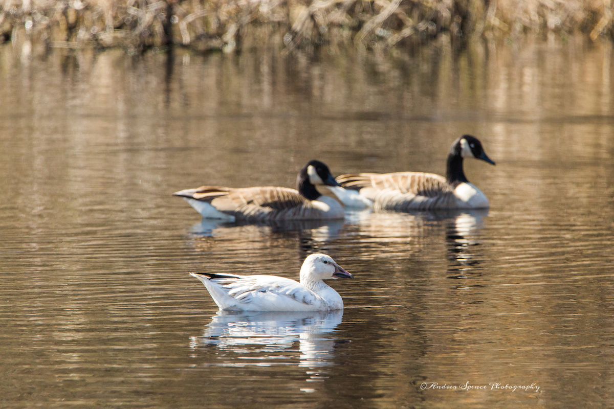 Snow Goose - ML225896941