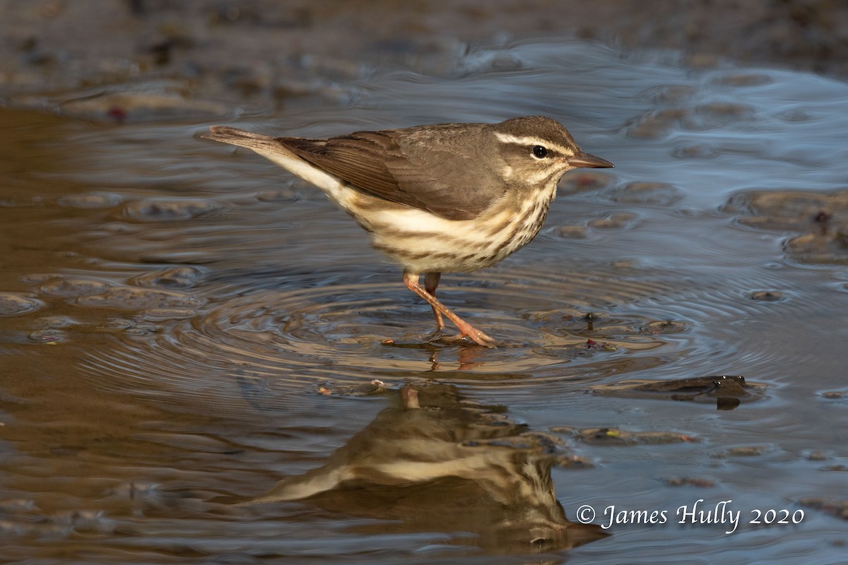 Louisiana Waterthrush - ML225897091