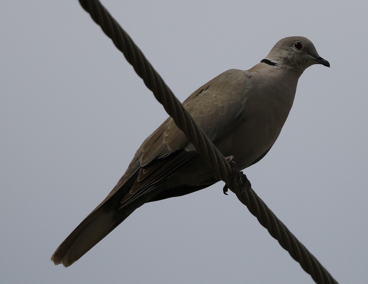 Eurasian Collared-Dove - ML225897131
