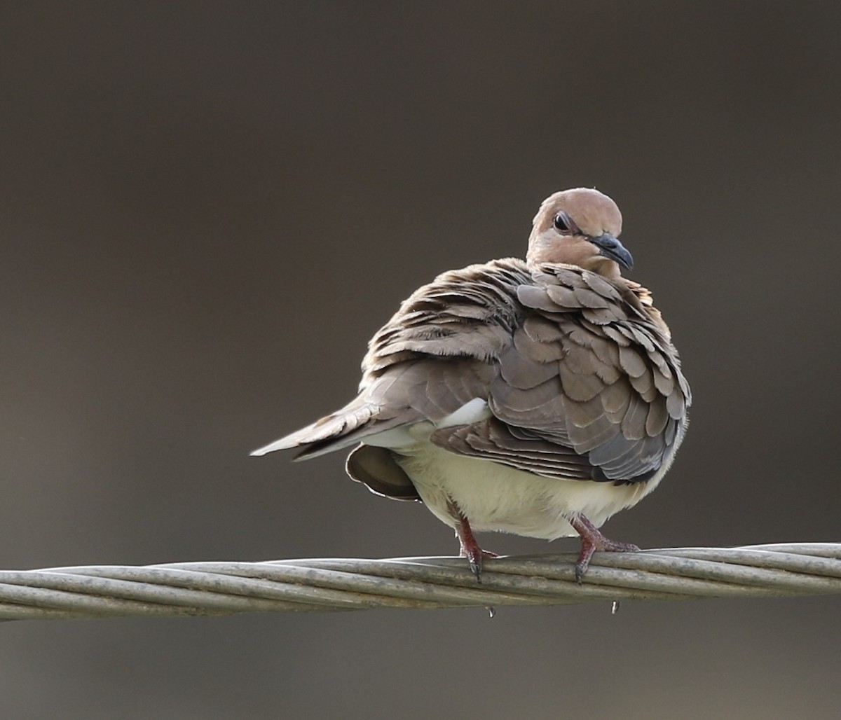 Laughing Dove - ML225897281