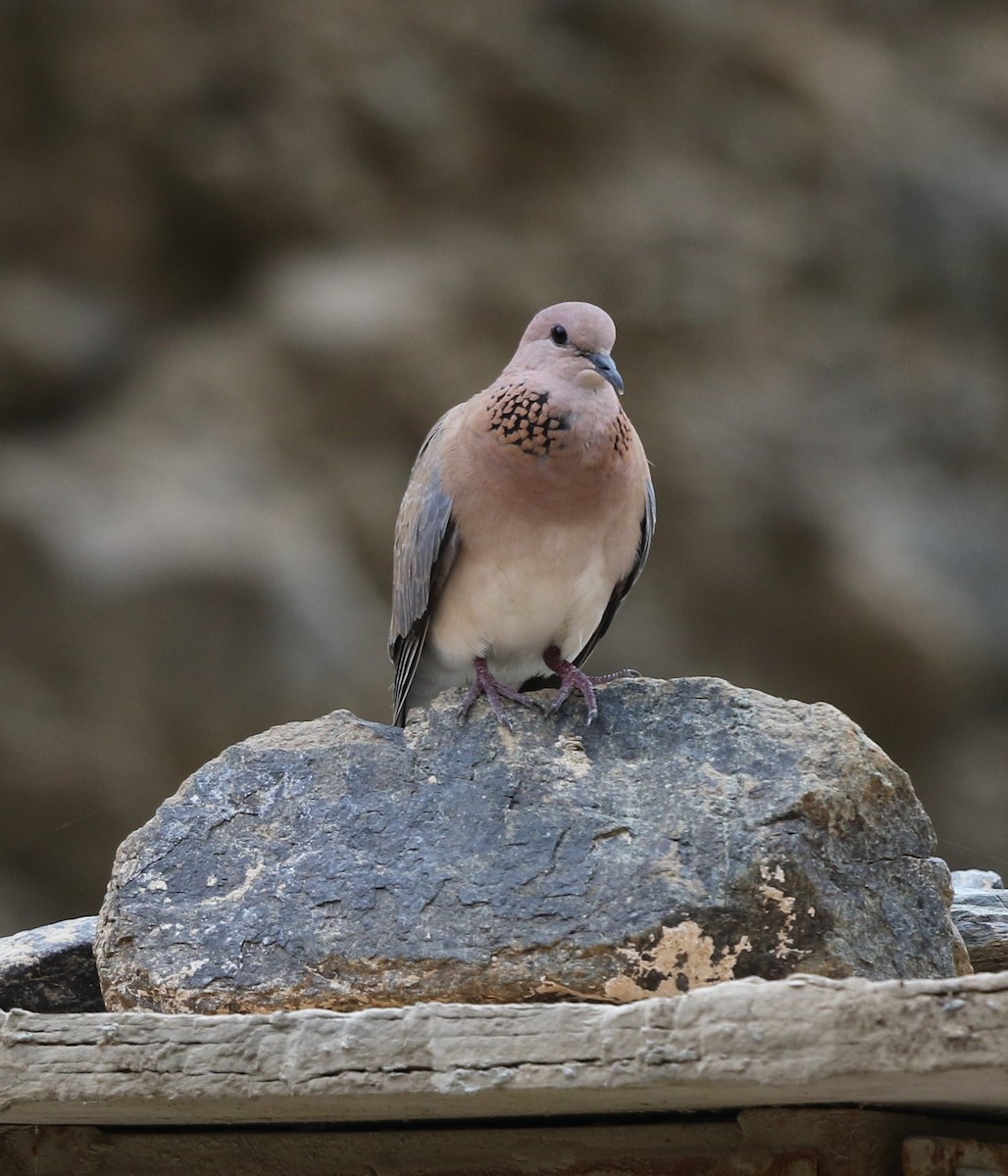 Laughing Dove - ML225897301