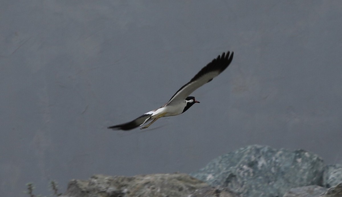 Red-wattled Lapwing - ML225897311