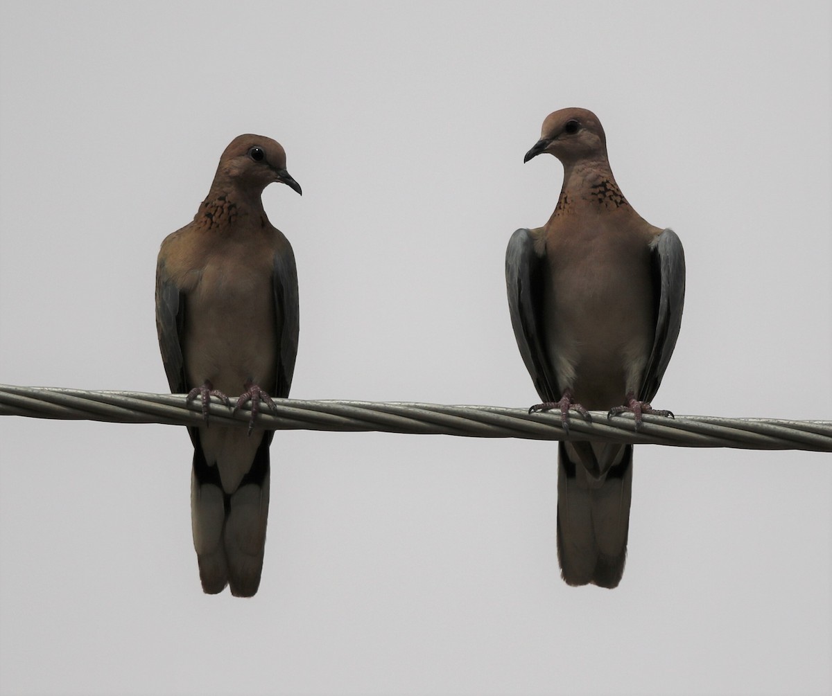 Laughing Dove - ML225897321
