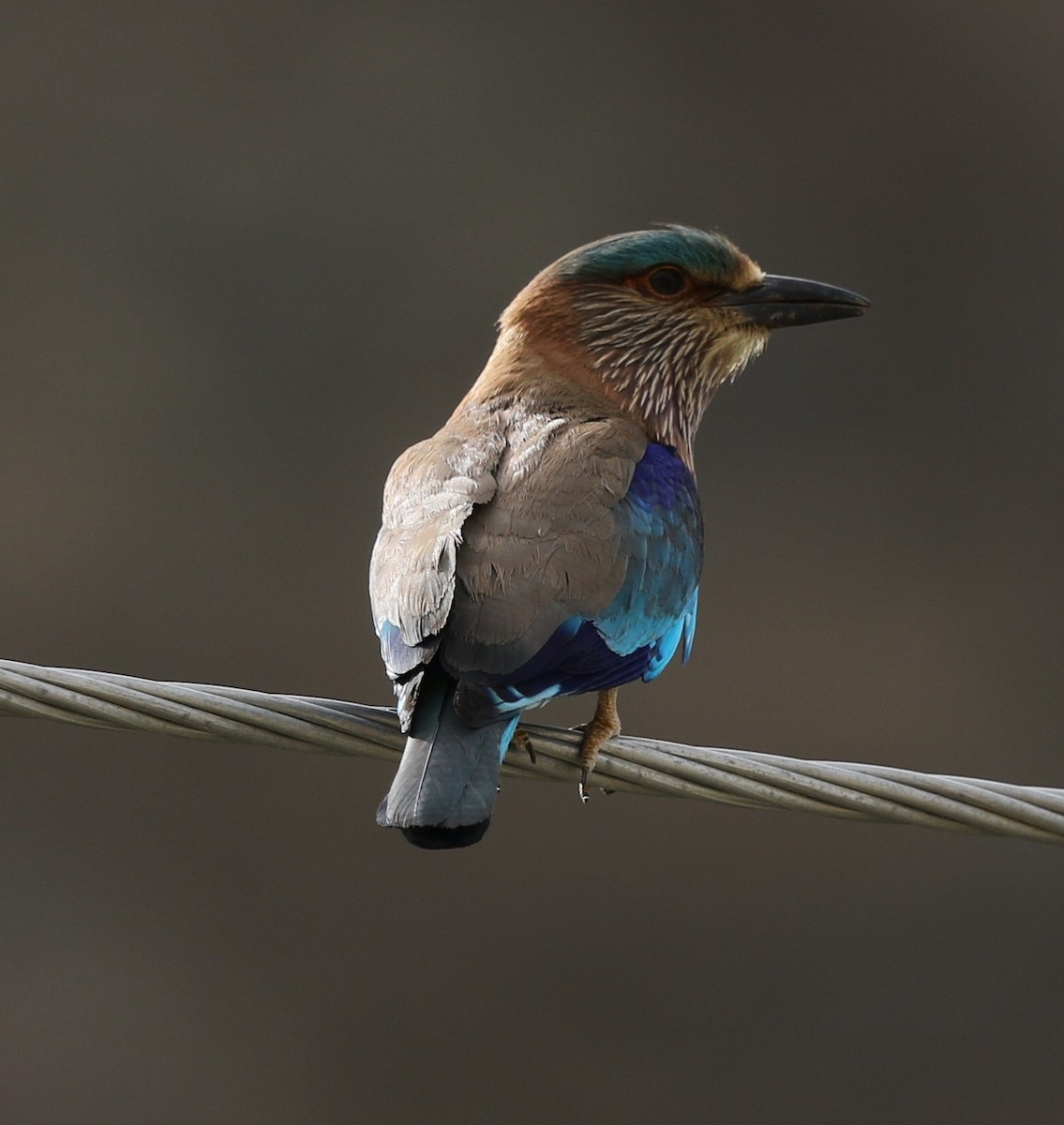 Indian Roller - ML225897401
