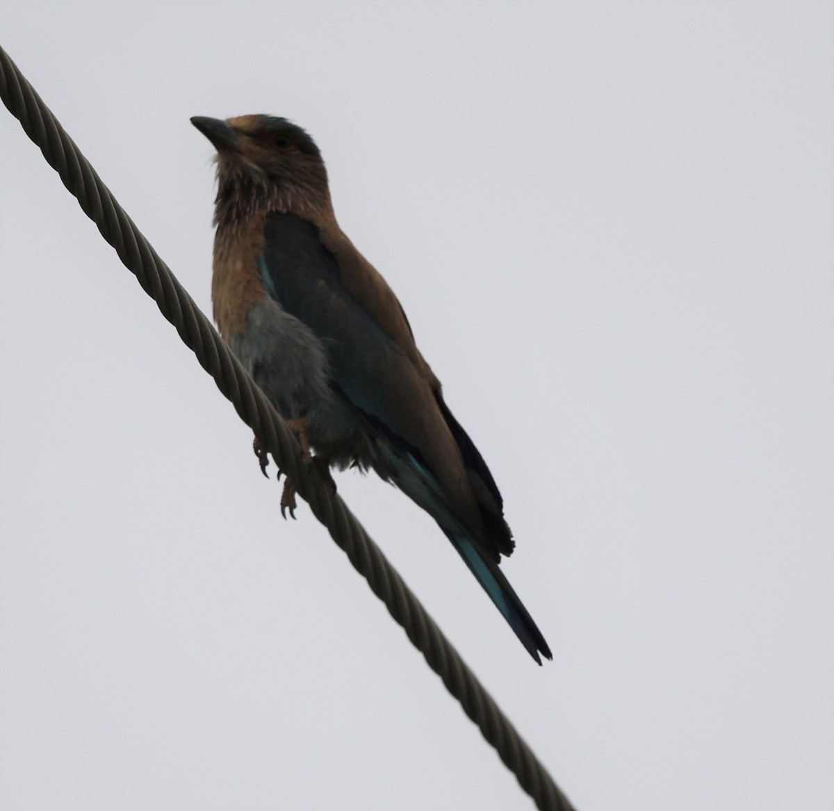 Indian Roller - ML225897411