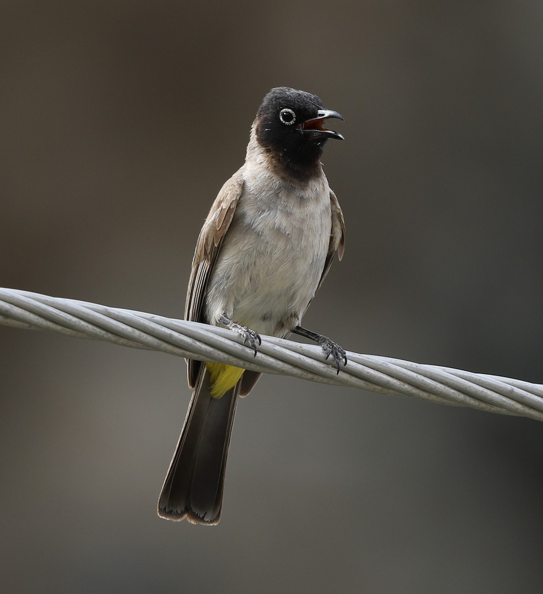 White-spectacled Bulbul - ML225897521