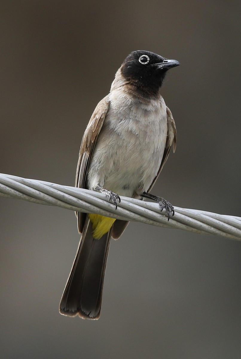 White-spectacled Bulbul - ML225897541