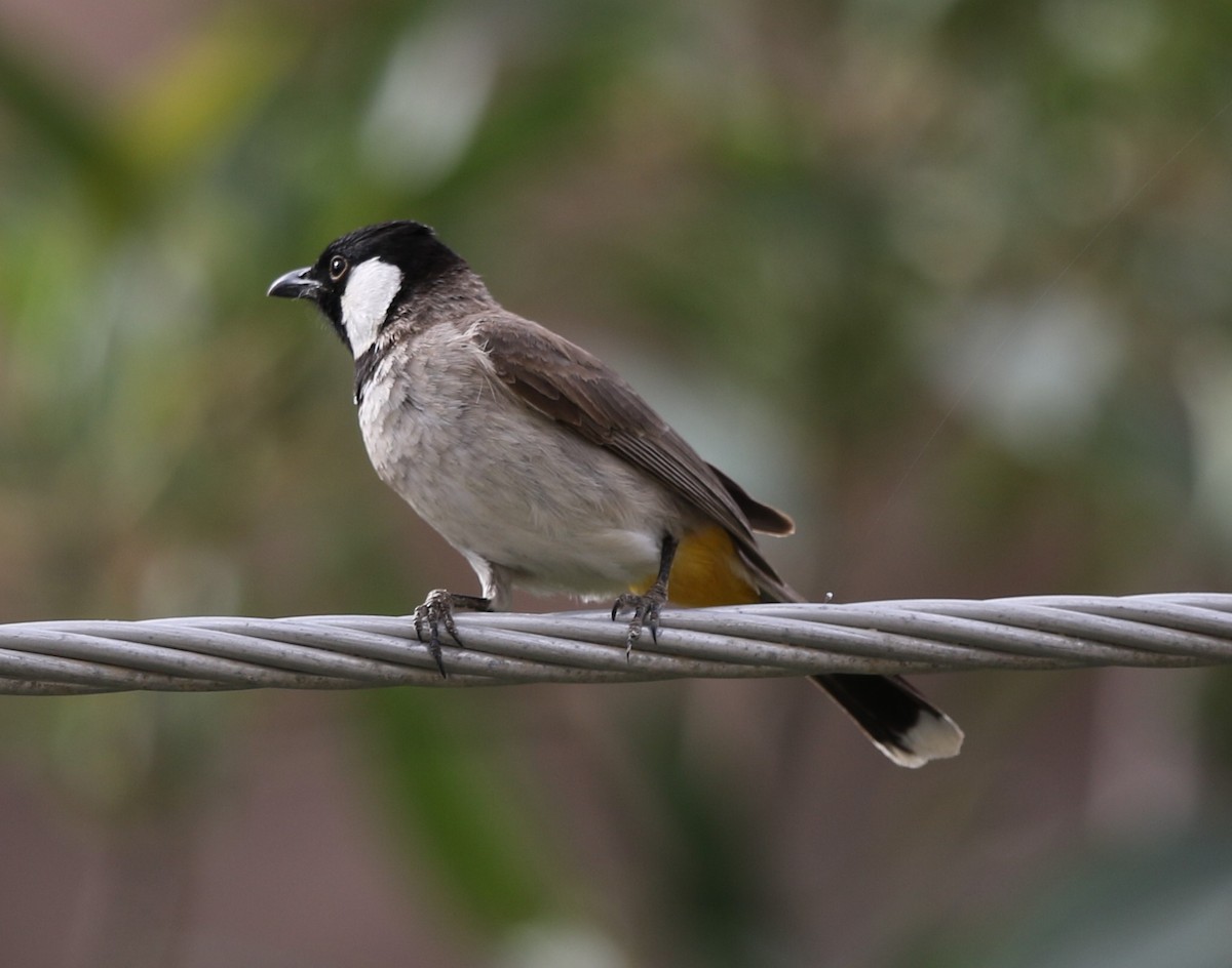 White-eared Bulbul - ML225897571