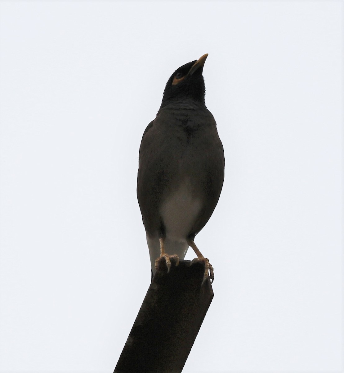 Common Myna - ML225897661