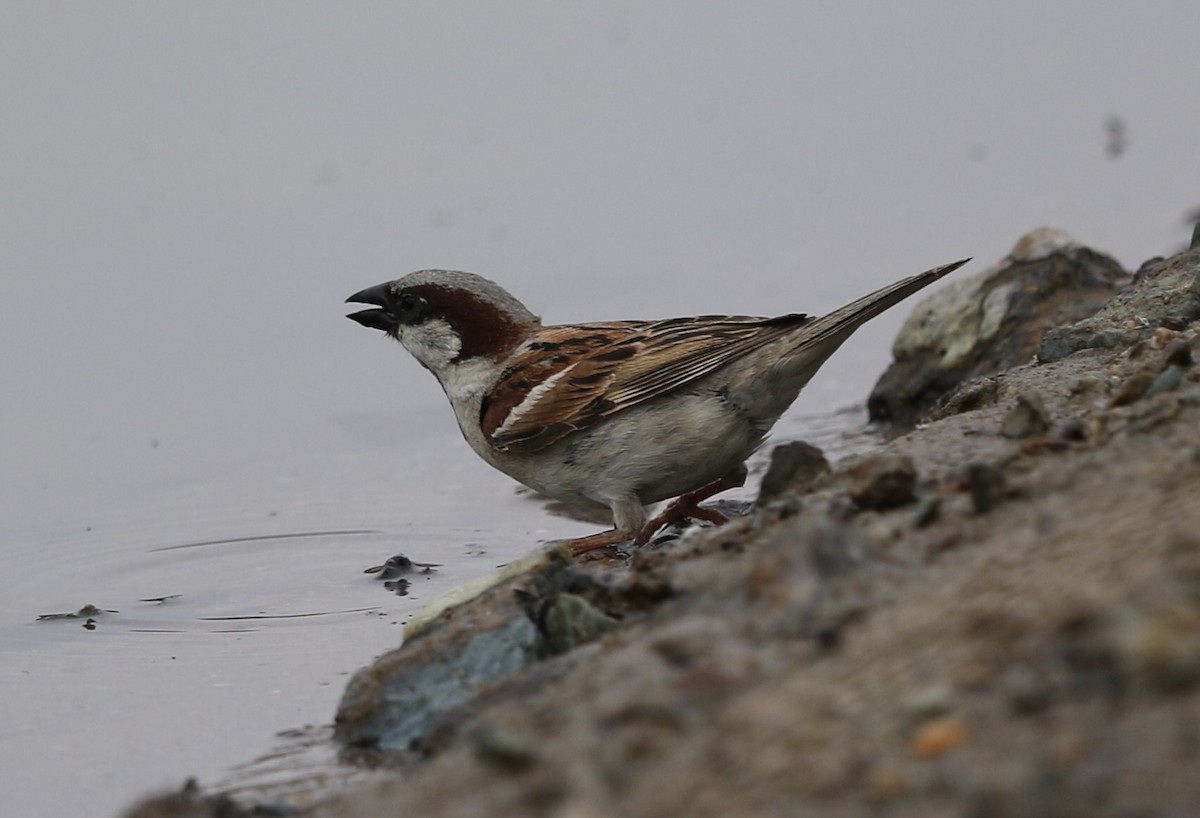 House Sparrow - ML225897711
