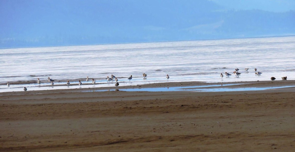 American Avocet - shawn richmond