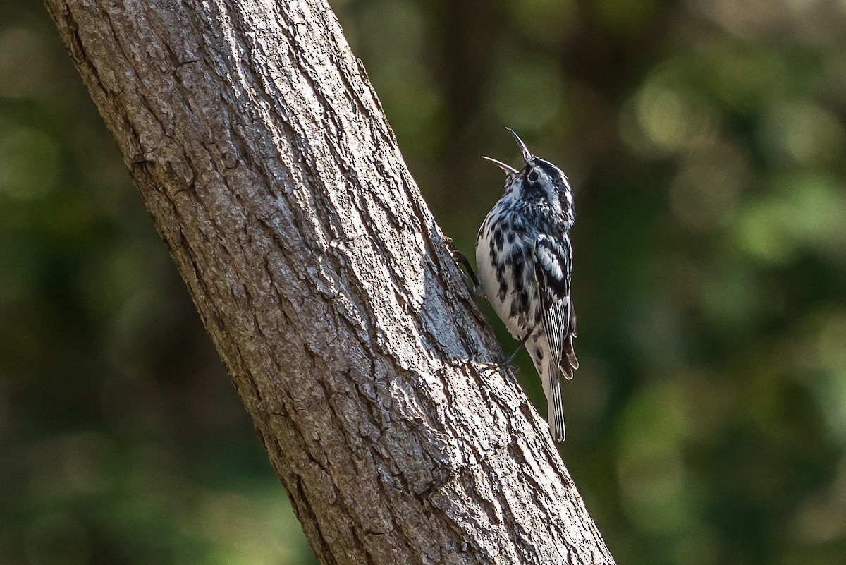 Black-and-white Warbler - ML225898621