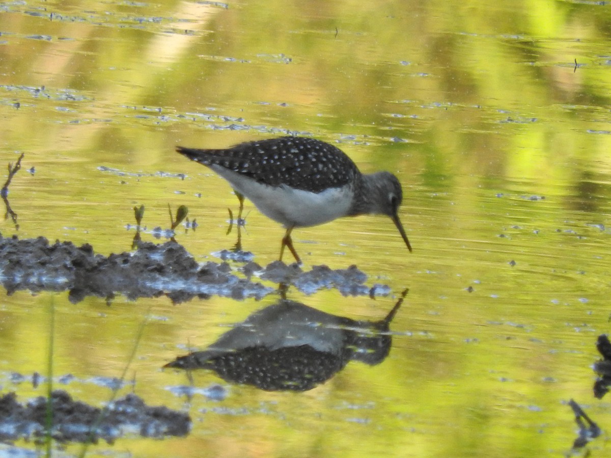 Solitary Sandpiper - ML225899461