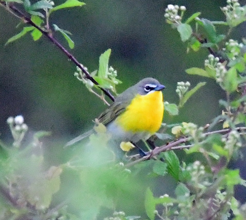 Yellow-breasted Chat - Richard Taylor