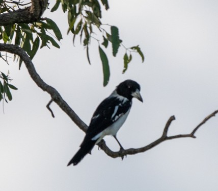 Pied Butcherbird - ML225900131
