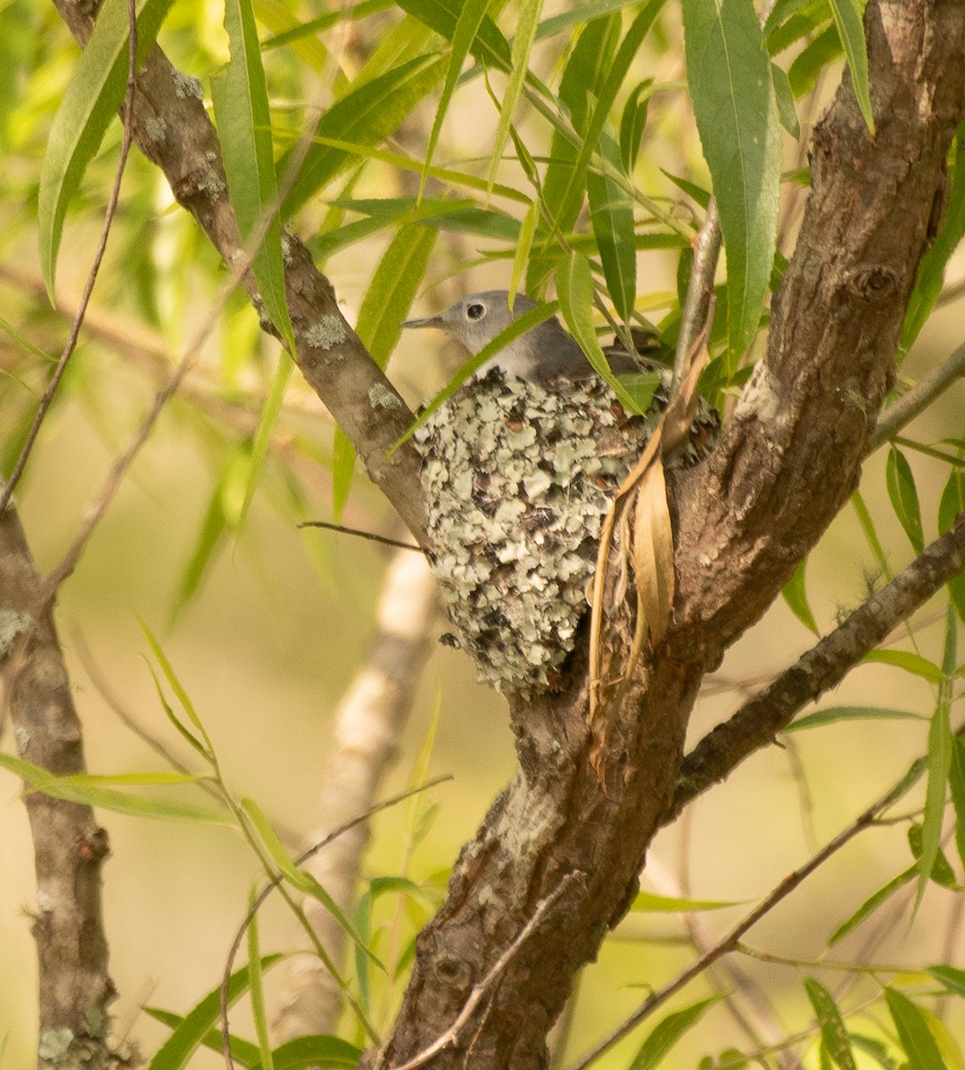 Blue-gray Gnatcatcher - ML225900621