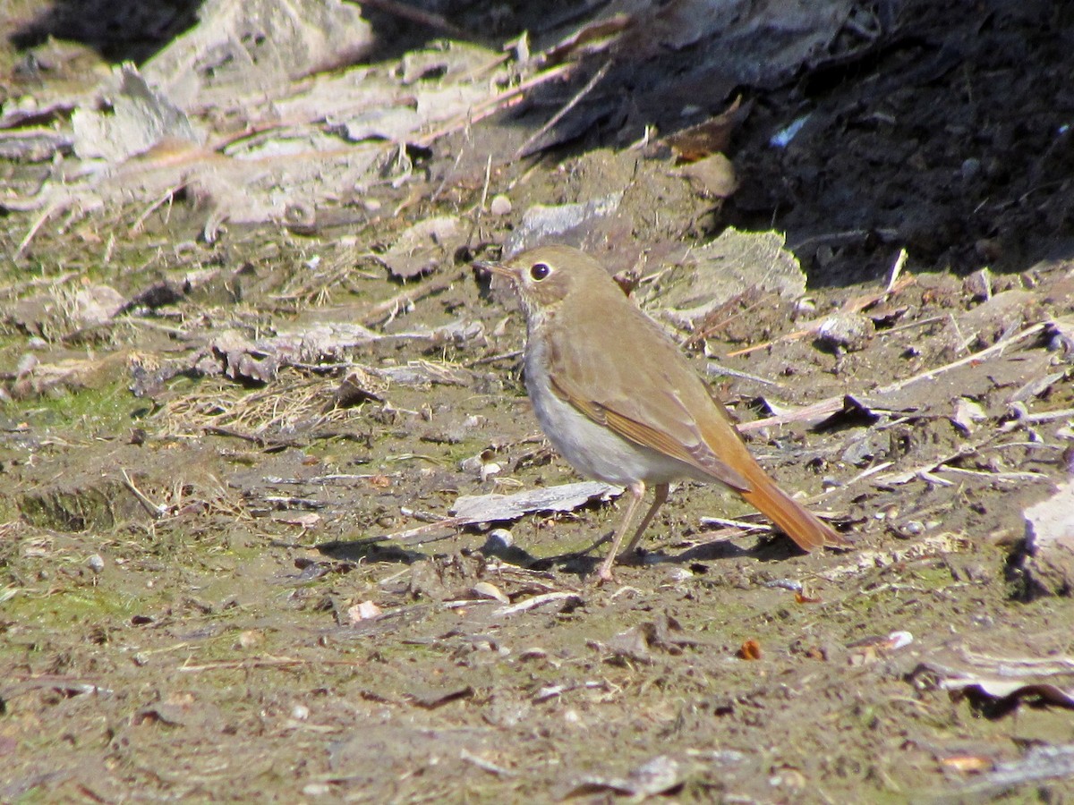 Hermit Thrush - ML225900781