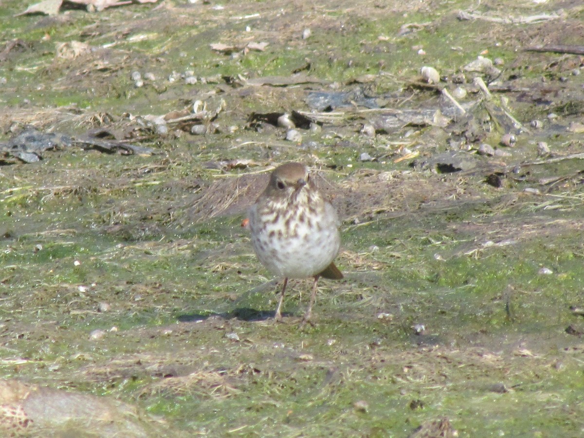 Hermit Thrush - ML225900791