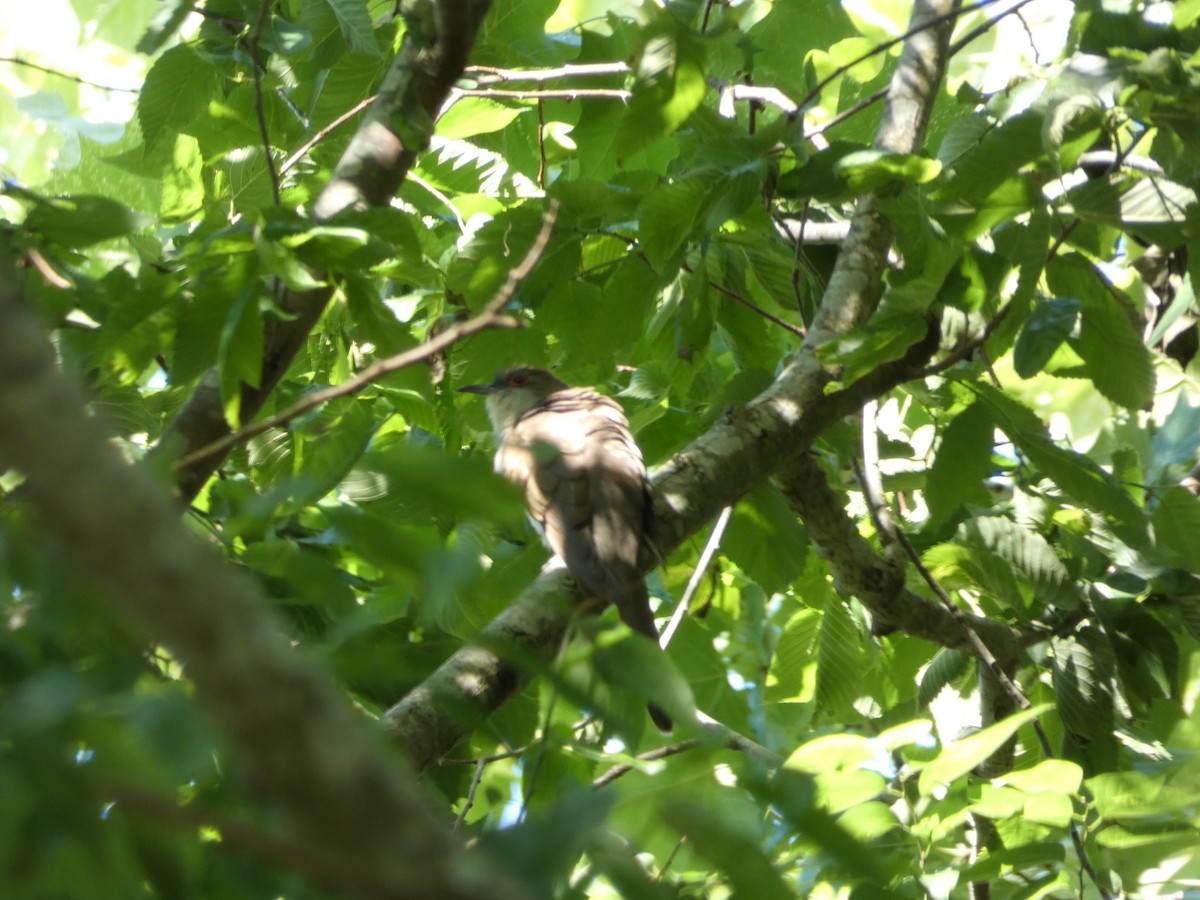 Black-billed Cuckoo - ML225901221