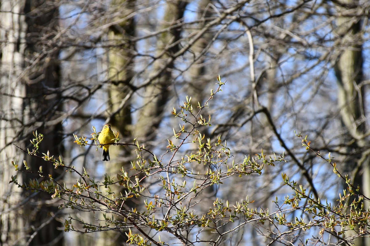 Palm Warbler (Yellow) - ML225901651