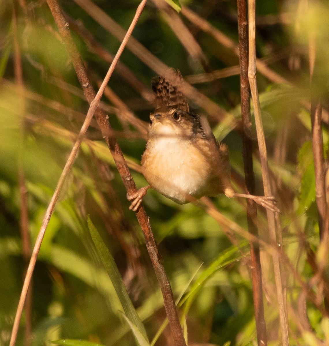 Sedge Wren - ML225901701