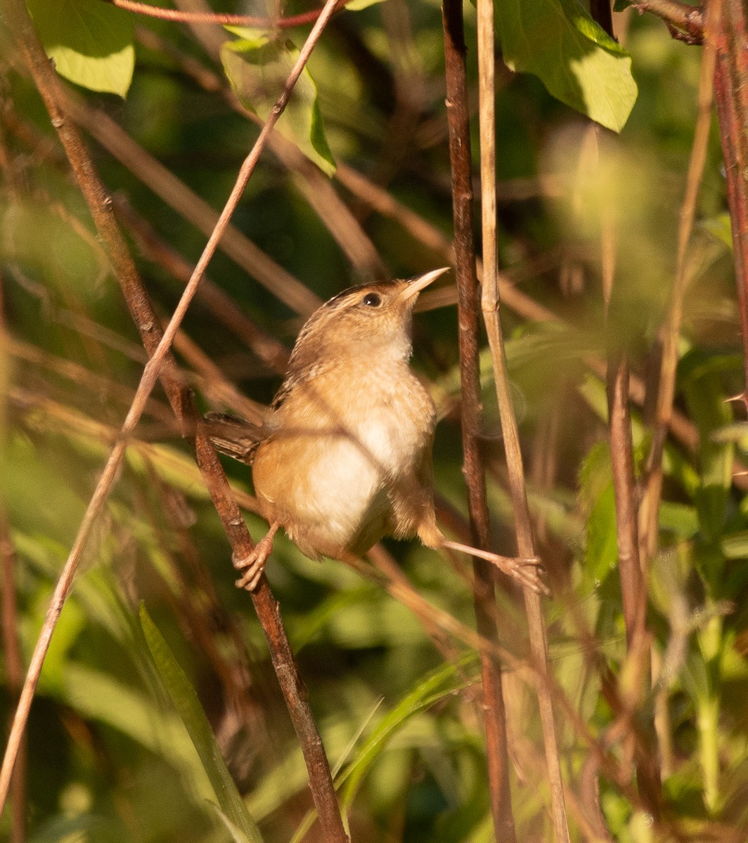 Sedge Wren - ML225901731