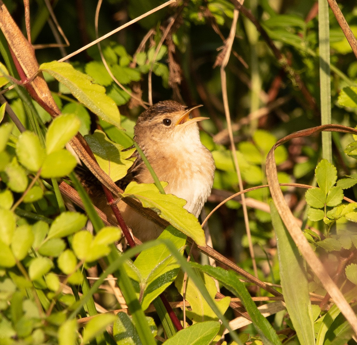 Sedge Wren - ML225901771