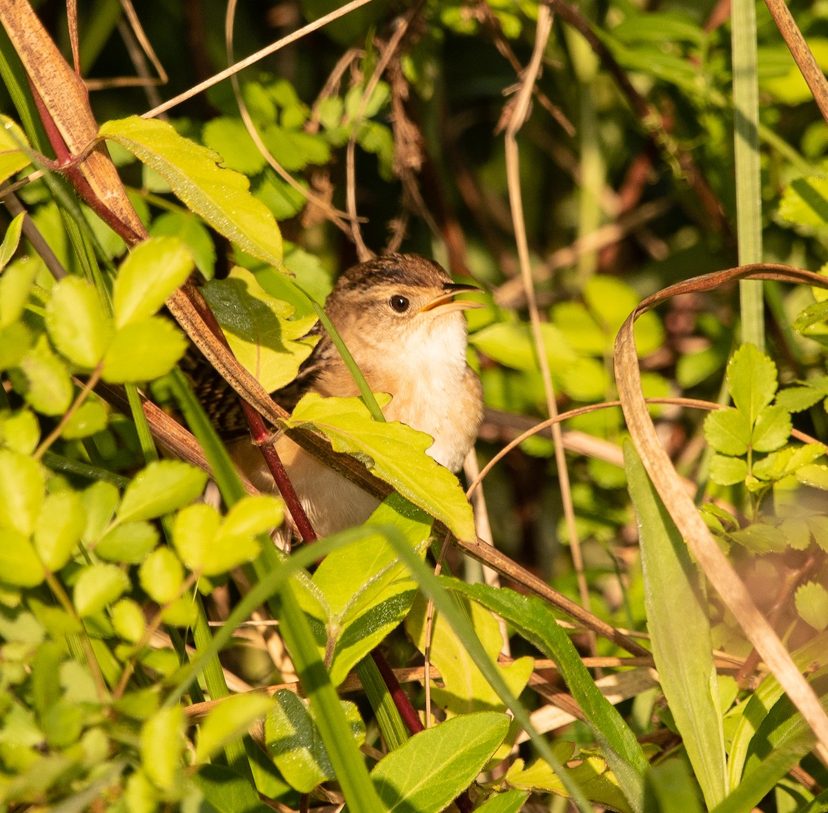 Sedge Wren - ML225901811