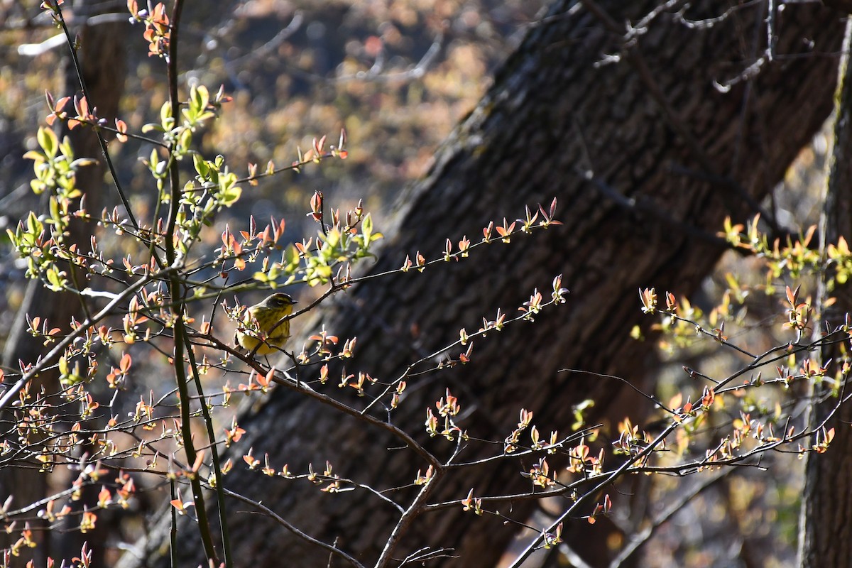 Palm Warbler (Yellow) - ML225902031