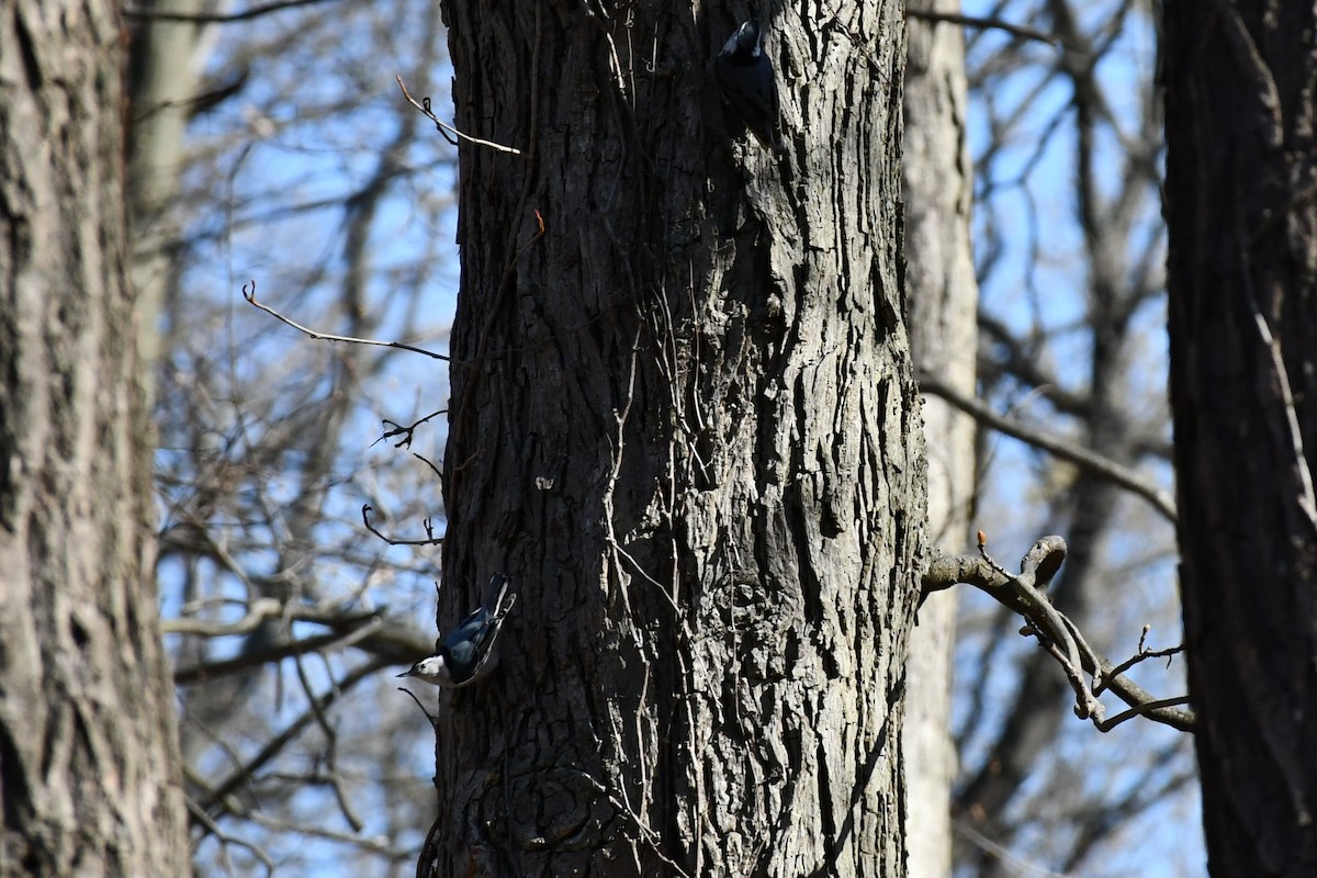 White-breasted Nuthatch (Eastern) - ML225902121